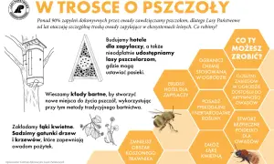 Dzień pszczoły. Lasy Państwowe budują hotele dla zapylaczy i tworzą łąki kwietne, by chronić owady.