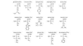 Struktury chemiczne aminokwasów: glutaminy, treoniny, tyrozyny, asparaginy, seryny, cysteiny, tryptofanu, proliny, alaniny, leucyny, izoleucyny, waliny, glicyny, metioniny i fenyloalaniny. Każdy z nich to pierwiastek w białku.