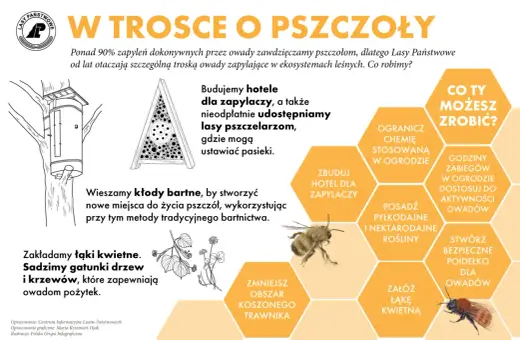 Dzień pszczoły. Lasy Państwowe budują hotele dla zapylaczy i tworzą łąki kwietne, by chronić owady.