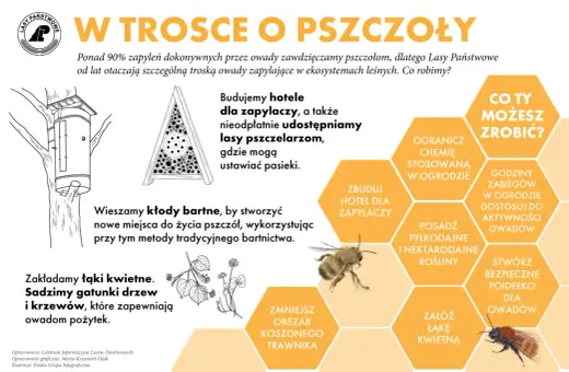 Dzień pszczoły. Lasy Państwowe budują hotele dla zapylaczy i tworzą łąki kwietne, by chronić owady.