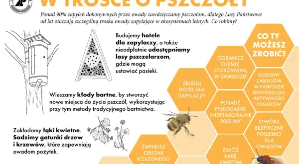 Dzień pszczoły. Lasy Państwowe budują hotele dla zapylaczy i tworzą łąki kwietne, by chronić owady.