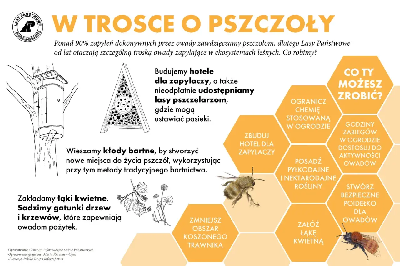 Dzień pszczoły. Lasy Państwowe budują hotele dla zapylaczy i tworzą łąki kwietne, by chronić owady.