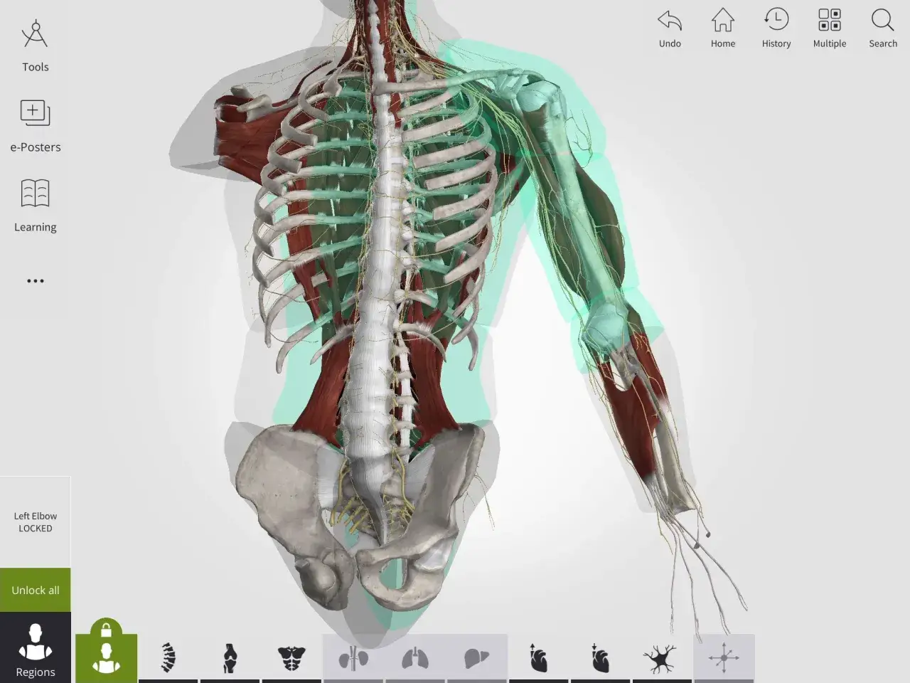 różne narzędzia do nauki anatomii (atlas, tablet z aplikacją 3D, fiszki)