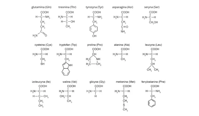 Struktury chemiczne aminokwasów: glutaminy, treoniny, tyrozyny, asparaginy, seryny, cysteiny, tryptofanu, proliny, alaniny, leucyny, izoleucyny, waliny, glicyny, metioniny i fenyloalaniny. Każdy z nich to pierwiastek w białku.